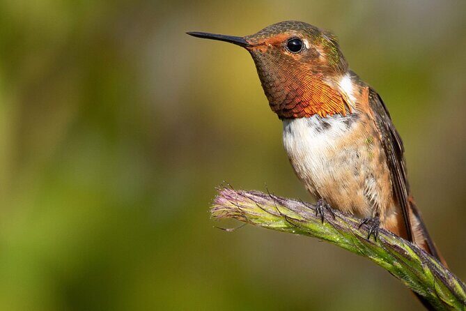 Guided Bird Watching Tour in Monteverde - An In-Depth Look at the Monteverde Bird Watching Tour