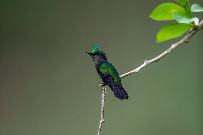 Guided Birdwatching Castries Waterworks Forest Reserve, St Lucia - Key Points