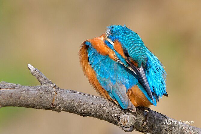 Guided Birdwatching day trip to the Danube Delta - private program - Key Points