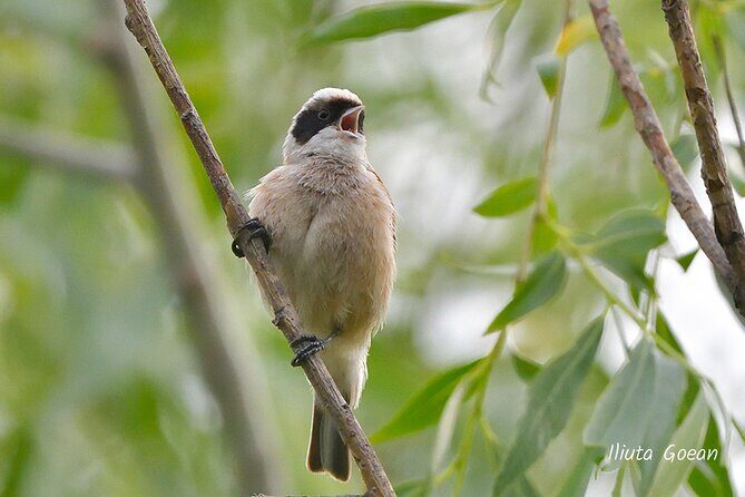 Guided Birdwatching day trip to the Danube Delta - private program - Final Thoughts