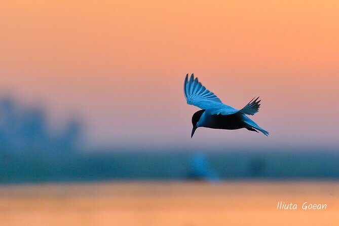 Guided Birdwatching day trip to the Danube Delta - private program - FAQ