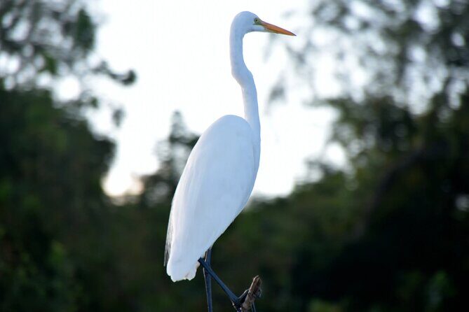 Guided Boat Tour of New Orleans Bayou and Wildlife - A Deep Dive into the Experience