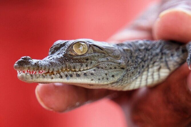 Guided boat tour on the Panama Canal and visit the wildlife - Key Points