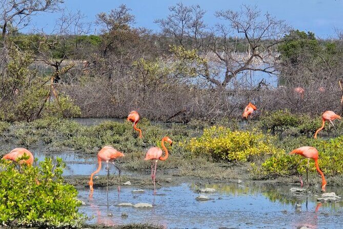 Guided Bonaire North and South Tour - A Closer Look at Your Bonaire Adventure