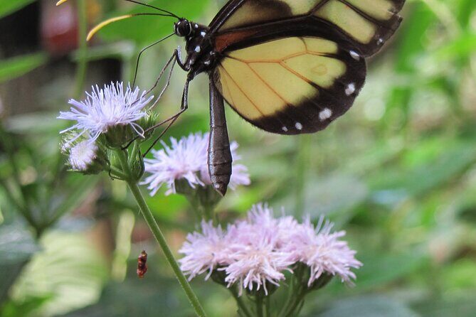 Guided Butterfly Conservatory Tour in Costa Rica - Frequently Asked Questions
