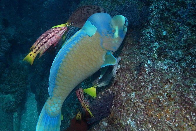 Guided by Divemaster, Cabo San Lucas short Snorkeling Tour MANTA - Exploring the Details of the Cabo San Lucas Snorkeling Experience