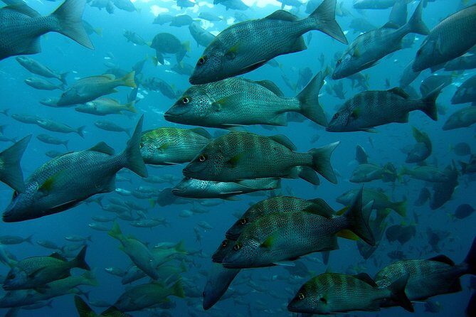 Guided by Divemaster, Cabo San Lucas short Snorkeling Tour MANTA - Final Thoughts