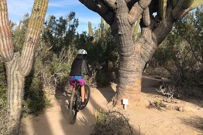 Guided Cactus Forest Mountain Bike Experience in La Ventana - Key Points