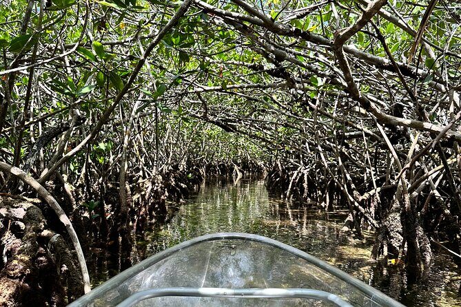 Guided Clear Kayak Eco-Tour Near Key West - The Sum Up: Who Will Love This Experience?