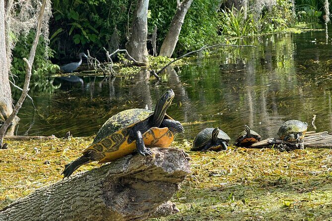 Guided Clear Kayak Tours on the Silver River - In-Depth Review of the Silver River Kayak Experience