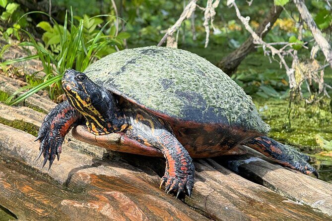 Guided Clear Kayak Tours on the Silver River - Final Thoughts
