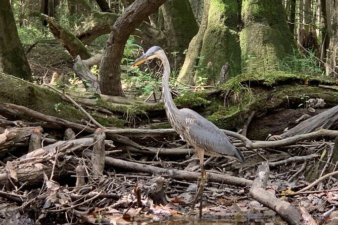 Guided Congaree National Park Kayak Tour - Key Points