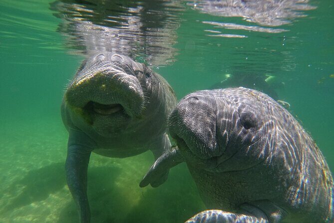 Guided Crystal River Manatee Snorkeling Tour - Exploring the Details: What to Expect on This Unique Florida Adventure