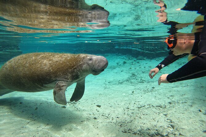 Guided Crystal River Manatee Snorkeling Tour - Who Will Love This Tour?