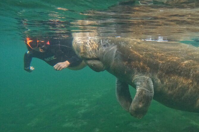 Guided Crystal River Manatee Snorkeling Tour - FAQs