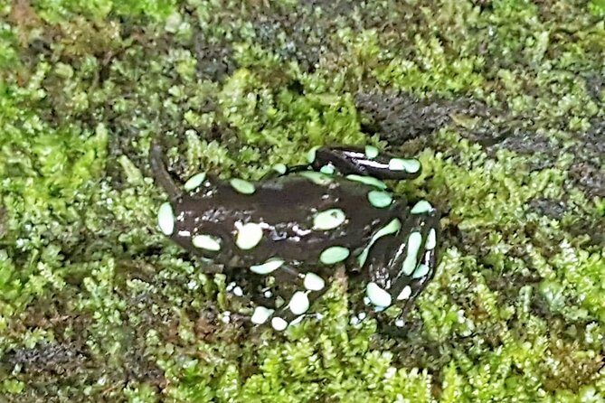 Guided Darien Jungle Experience - 5 Days / 4 Nights - Key Points