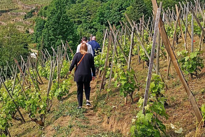 Guided Day Tour and Wine Tasting Northern Rhône Valley - Key Points