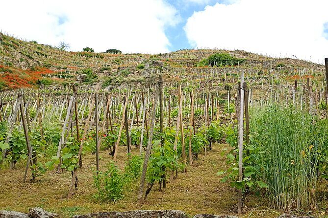 Guided Day Tour and Wine Tasting Northern Rhône Valley - FAQ