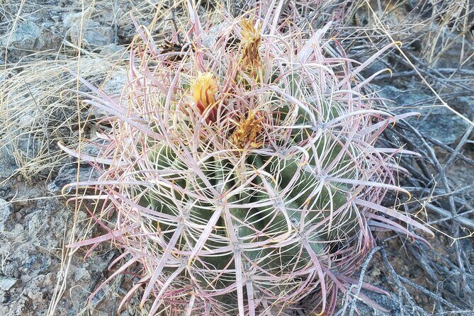 Guided Desert Sunrise or Evening/Sunset 2-Hour Hike at South Mtn - Discover the Beauty of South Mountain on a Guided Sunset or Sunrise Hike