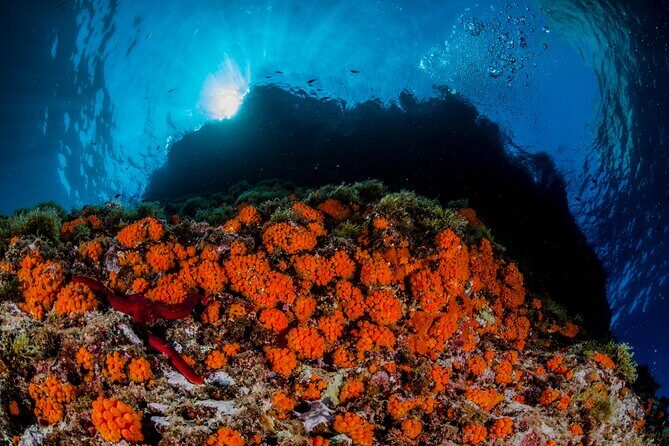Guided diving for beginners without certification from Sorrento - Authentic Experiences Beyond the Surface