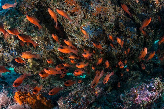 Guided diving for beginners without certification from Sorrento - The Sum Up