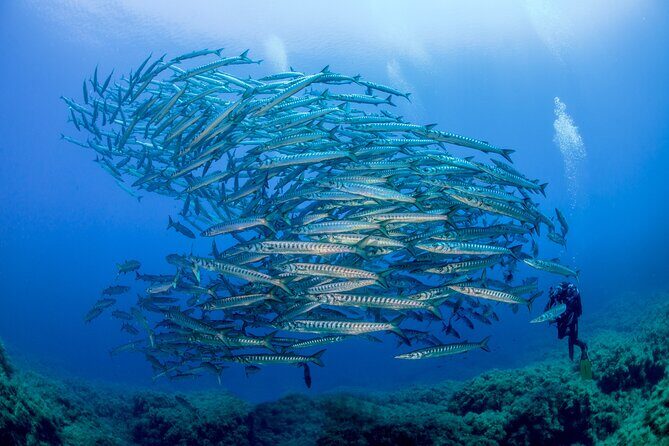 Guided diving for beginners without certification from Sorrento - FAQ