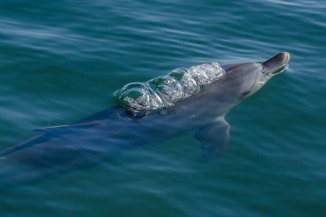Guided Dolphin Eco-Cruise in Koombana Bay - Who Should Consider This Tour?