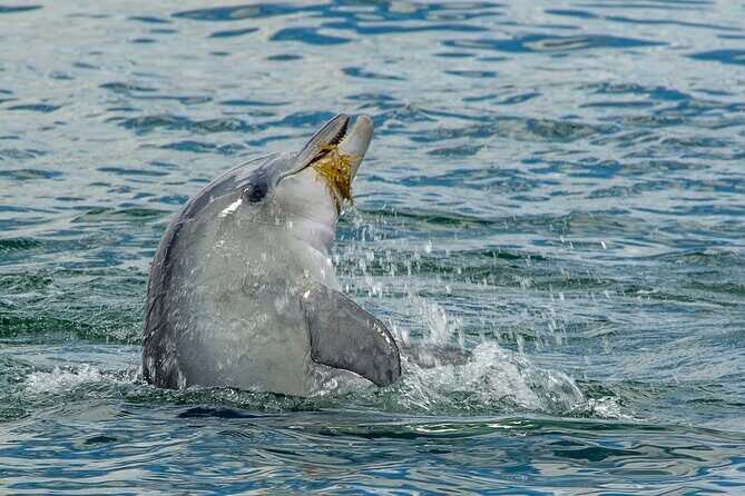 Guided Dolphin Eco-Cruise in Koombana Bay - Frequently Asked Questions