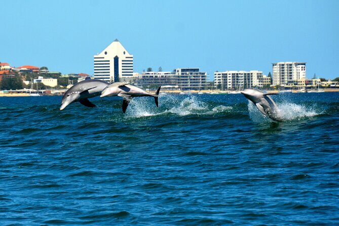 Guided Dolphin Eco-Cruise in Koombana Bay - Final Thoughts