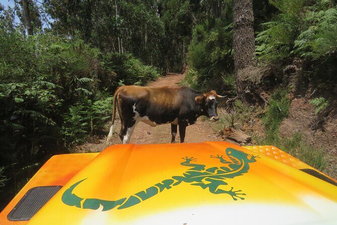 Guided Exploration of Southwest Madeira in a 4x4 - Guided Exploration of Southwest Madeira in a 4x4