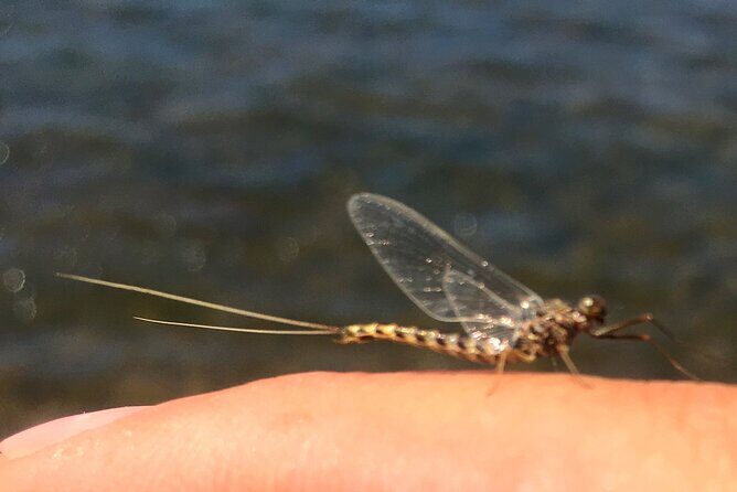 Guided Fishing Trip in Jackson Hole - The Experience’s Strengths and Possible Drawbacks