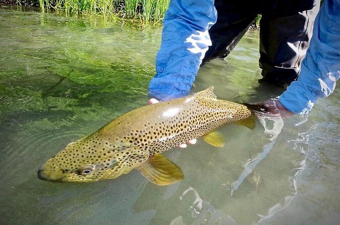 Guided Fly Fishing on Truckee River, Lake Tahoe, Truckee and Reno - In The Sum Up