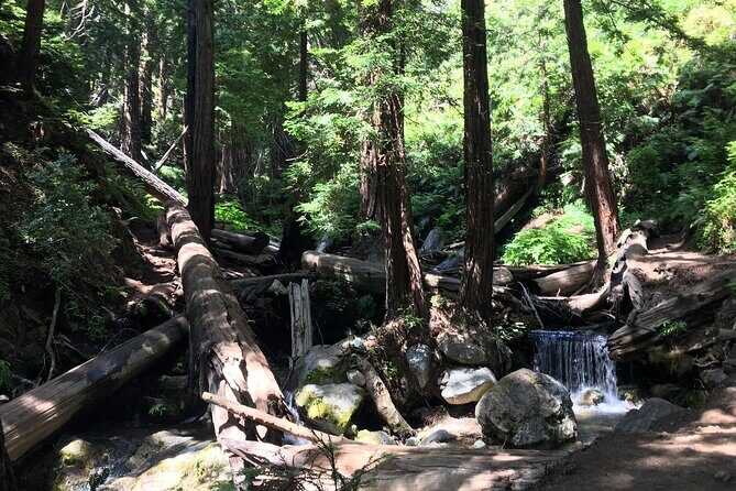 Guided full-day Big Sur hiking adventure with lunch - Key Points