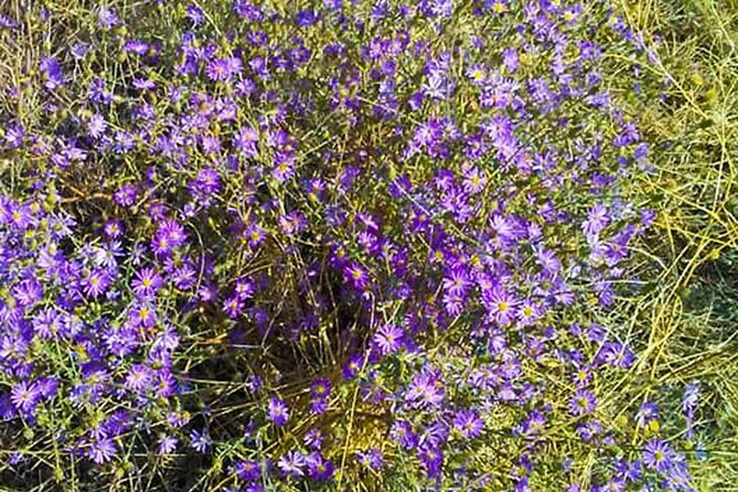 Guided Half-Day Tour Scenic Adventure & Wine Tasting Tour - Who Will Love This Tour?