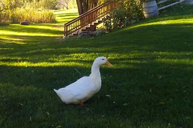 Guided Half-Day Tour Scenic Adventure & Wine Tasting Tour - Frequently Asked Questions