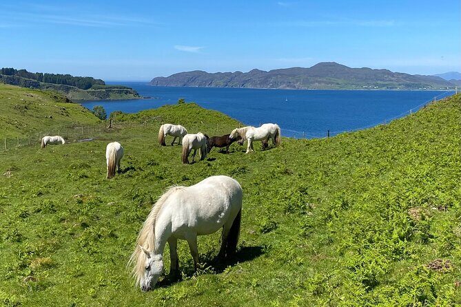 Guided Hebridean Farm Hike near Tobermory, Isle of Mull, Scotland - Farm Animals and Close Encounters