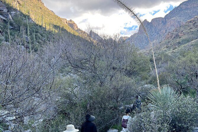Guided Hike in the Sonoran Desert - An In-Depth Look at the Guided Hike in the Sonoran Desert