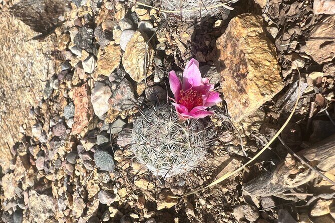 Guided Hike in the Sonoran Desert - FAQ