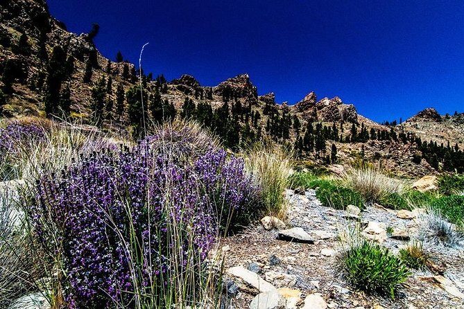 Guided Hike - The Tajinaste Trail - The Sum Up: Why This Guided Hike is Worth It