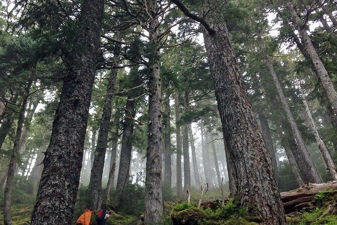 Guided Hike | TONGASS NATIONAL FOREST - A Complete Look at the Tongass National Forest Guided Hike