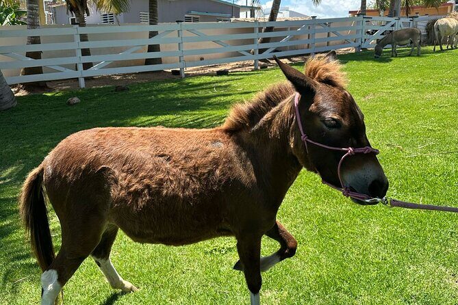 Guided Hike with Miniature Donkeys to a Secluded Beach - Key Points