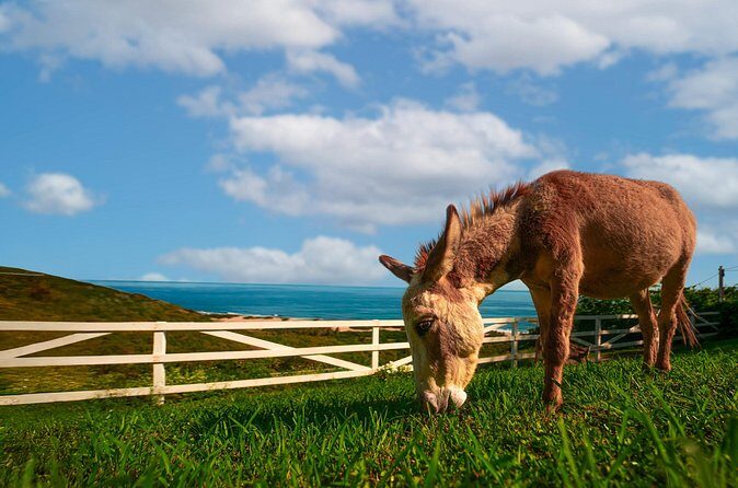 Guided Hike with Miniature Donkeys to a Secluded Beach - The Sum Up