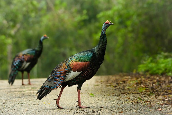 Guided historical tours at the Mayan cities! - FAQ