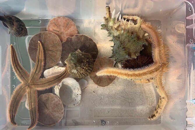 Guided Jet Ski Adventure Tour - Authentic Experiences and Genuine Reviews