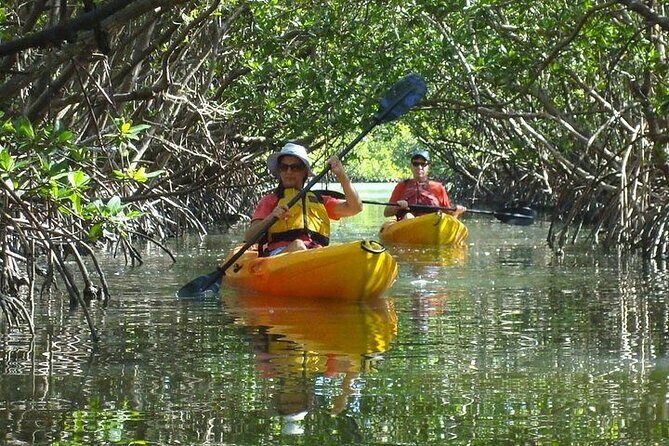 Guided Kayak Dolphin Eco Tour in Pelican Bay - Who Will Enjoy This Tour?