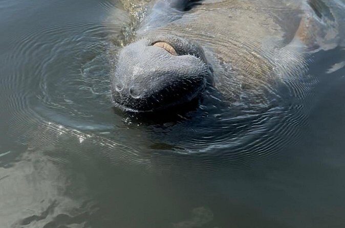 Guided Kayak Experience at EG Simmons Park - Final Thoughts: Is It Worth It?