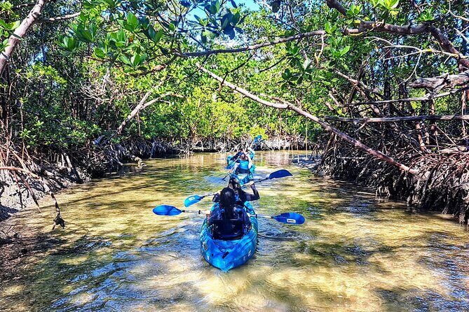 Guided Kayak Mangrove Ecotour in Rookery Bay Reserve, Naples - A Deep Dive into the Experience