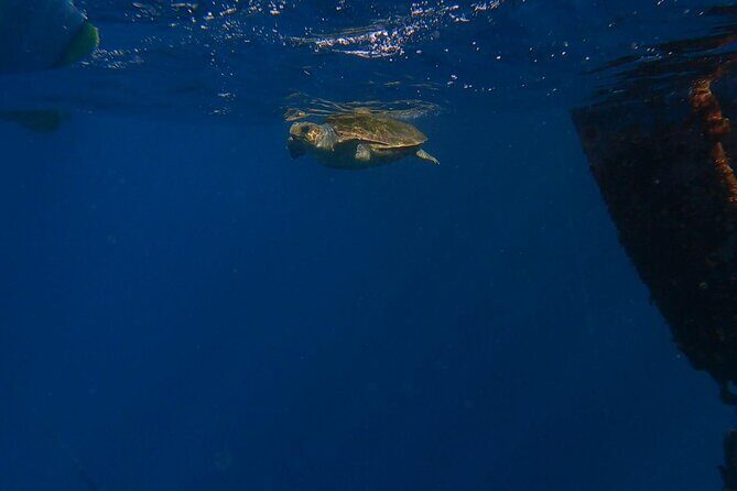Guided Kayak Tour From Los Cristianos Beach Tenerife - Key Points