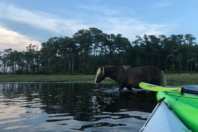 Guided Kayak Tour to see ponies, birds, dolphins and more - Discover Wildlife on a Guided Kayak Tour in Assateague, Virginia