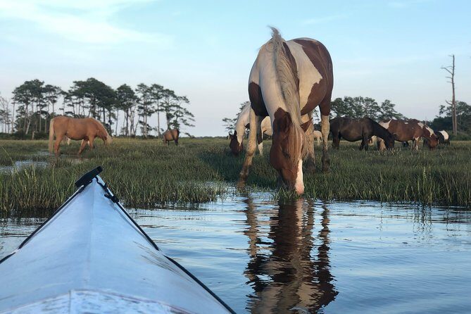 Guided Kayak Tour to see ponies, birds, dolphins and more - Who Is This Tour Best For?